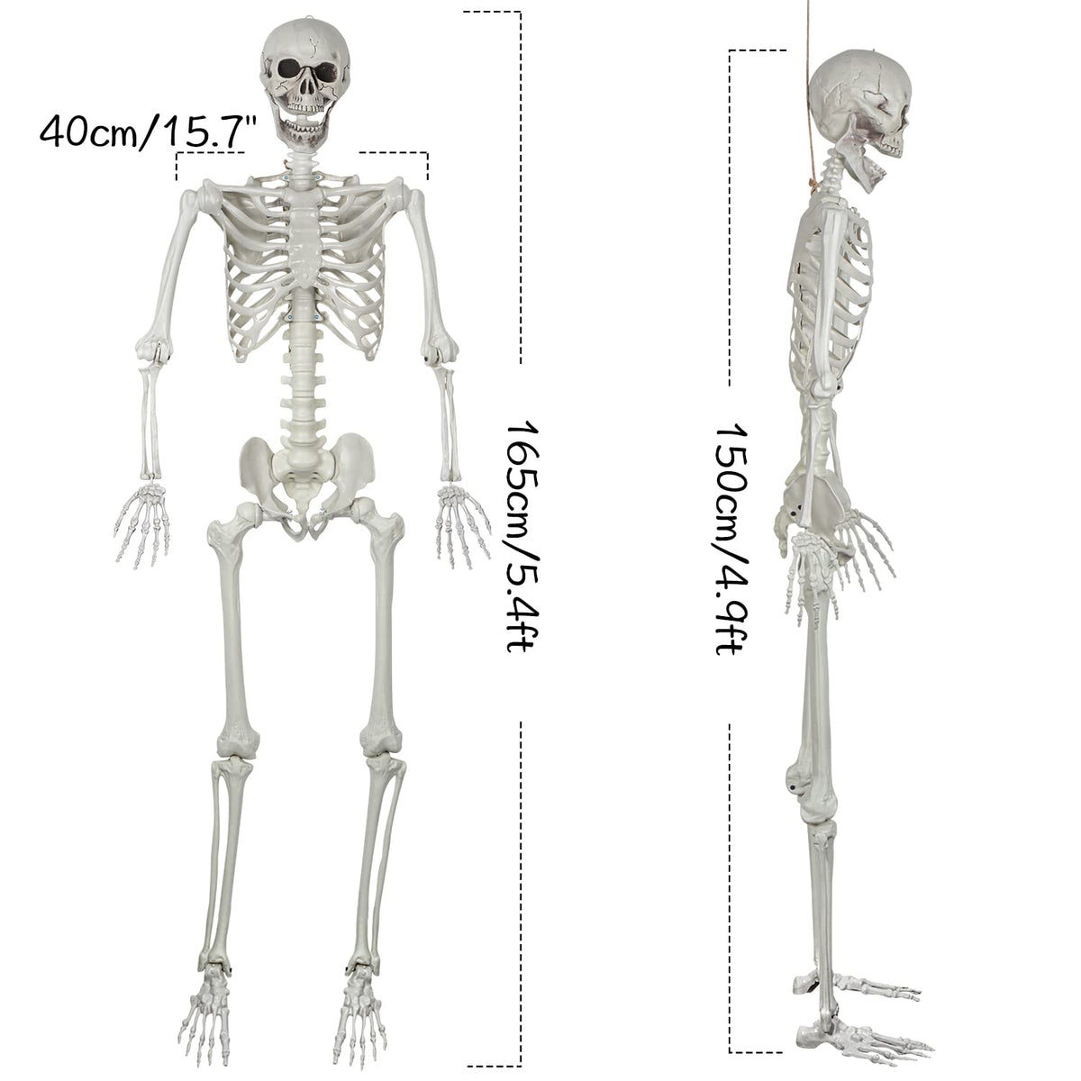 5.4ft Posable Life Size Skeleton Bones with Movable Joints U715