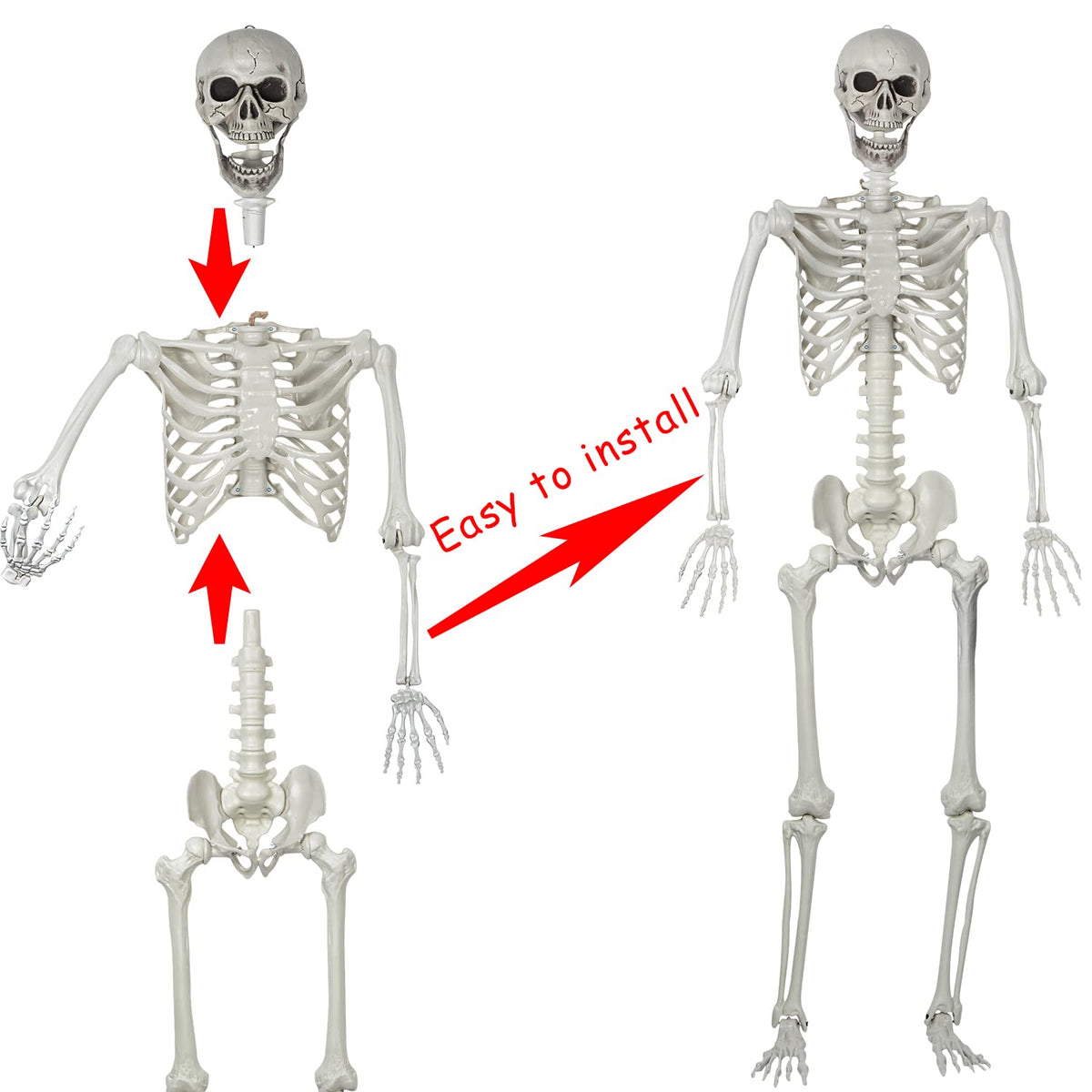5.4ft Posable Life Size Skeleton Bones with Movable Joints U715
