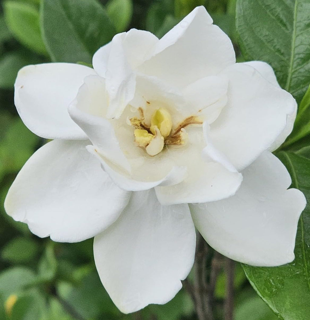 Gardenia Live Plant Q34769