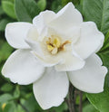 Gardenia Live Plant Q34769