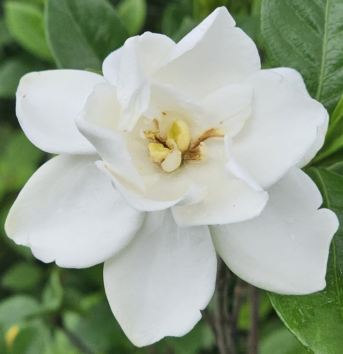 Gardenia Live Plant Q34769