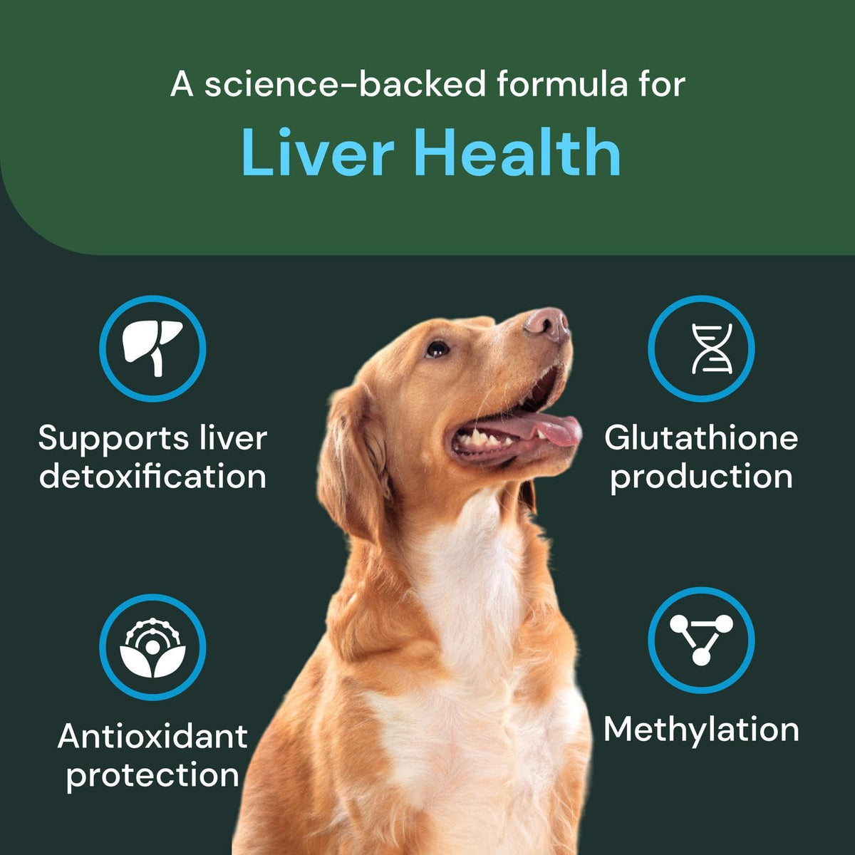 Liver Health Chews 60 Count K45990