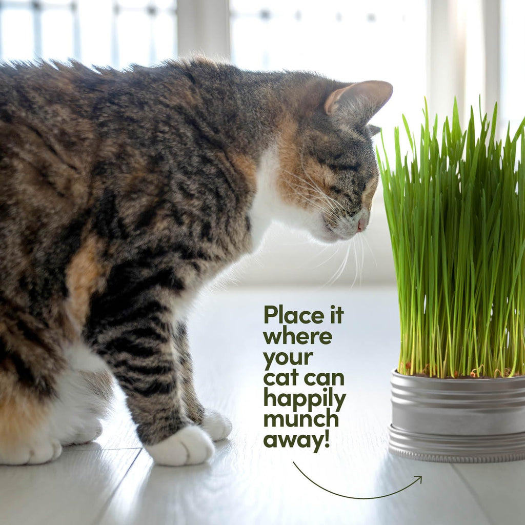 Cat Grass for Indoor Cats Kit E540
