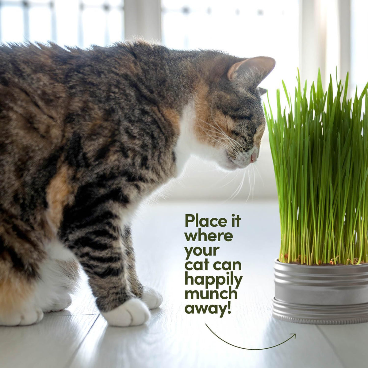 Cat Grass for Indoor Cats Kit E540