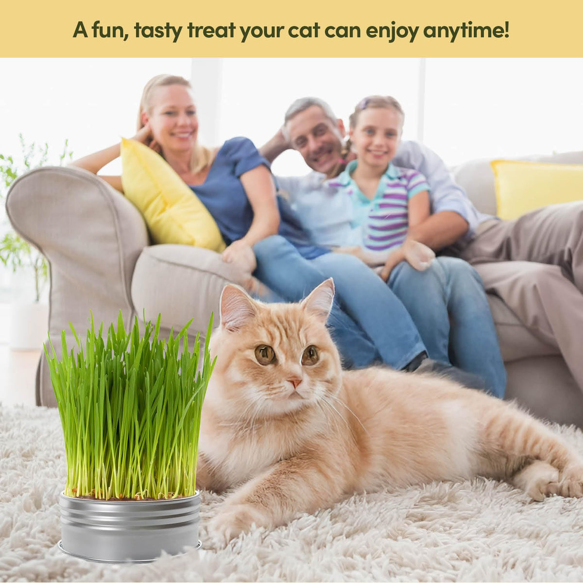 Cat Grass for Indoor Cats Kit E540