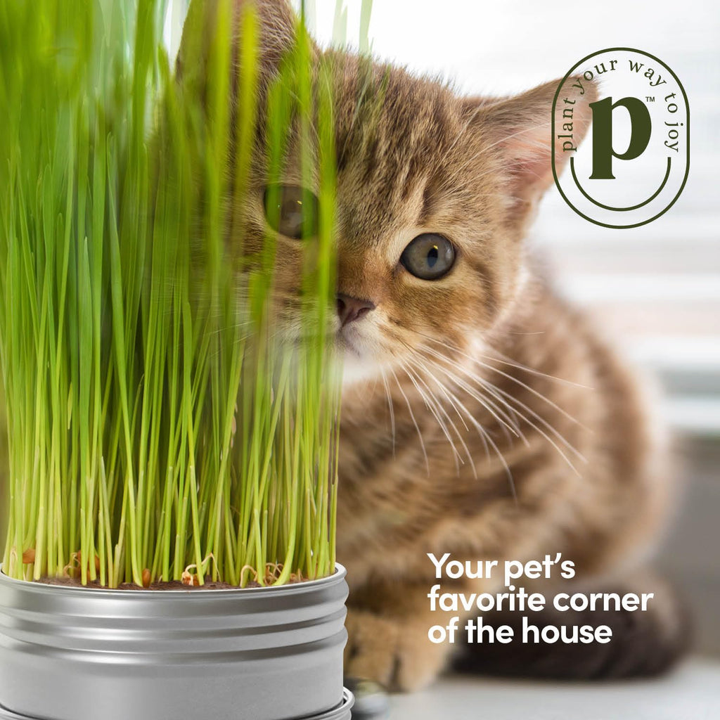 Cat Grass for Indoor Cats Kit E540