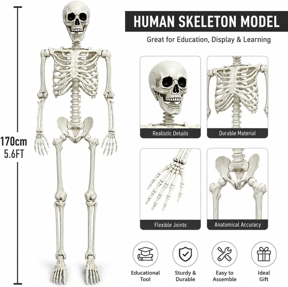5.4FT Life Size Posable Human Skeleton with Movable Jaw L526
