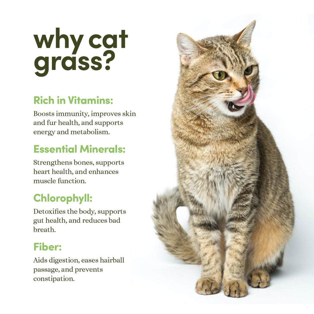 Cat Grass for Indoor Cats Kit E540