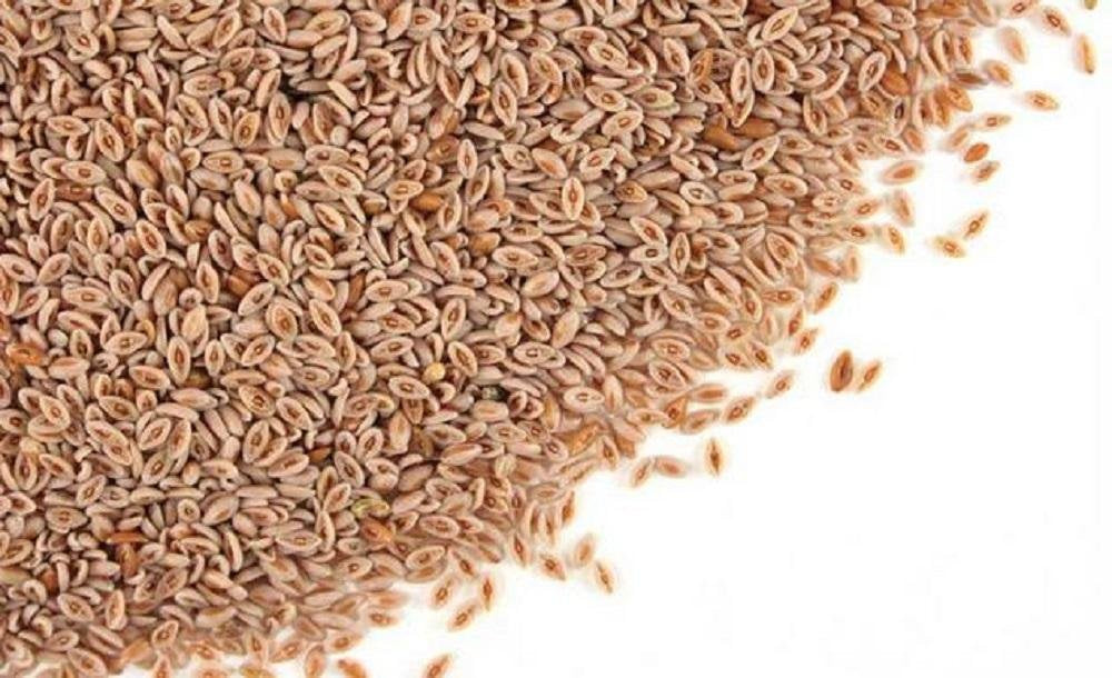 Psyllium Seed Husk Whole 1 lb Z4005