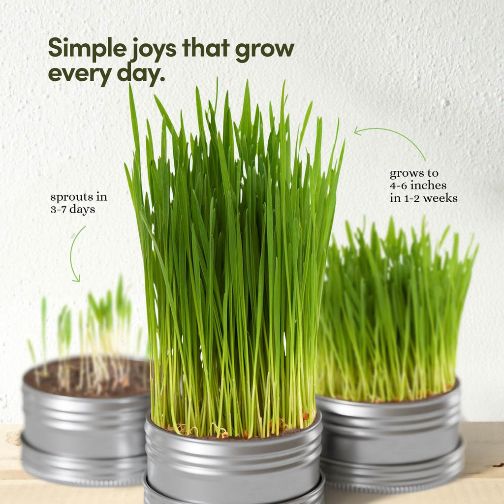 Cat Grass for Indoor Cats Kit E540
