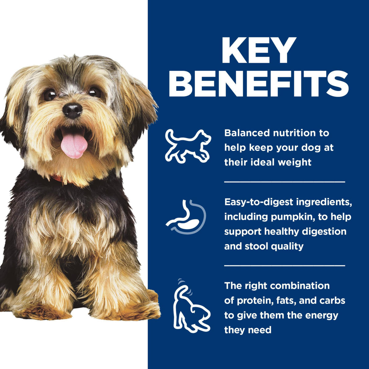 Wet Dog Food Variety Pack Y905
